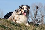 BERGER AUSTRALIEN - ADULT & PUPPY 025